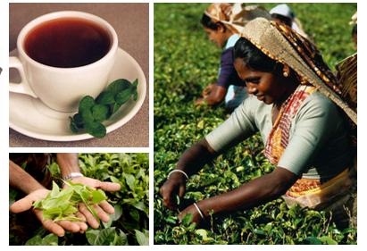 斯里兰卡球员获得国际足联表彰,颁奖仪式隆重 斯里兰卡球员获得国际足联表彰,颁奖仪式隆重